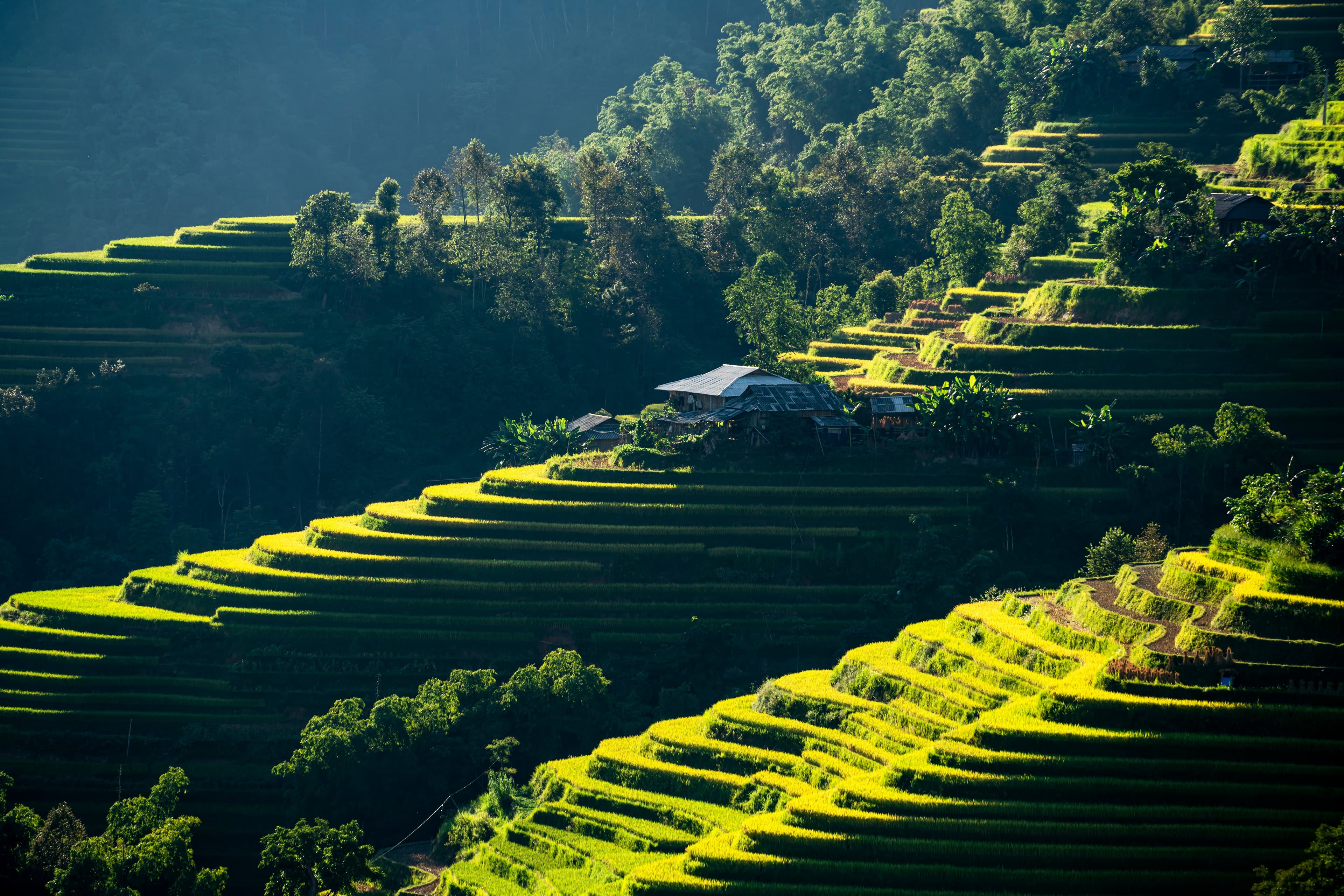 green Foreset and Mountain background image