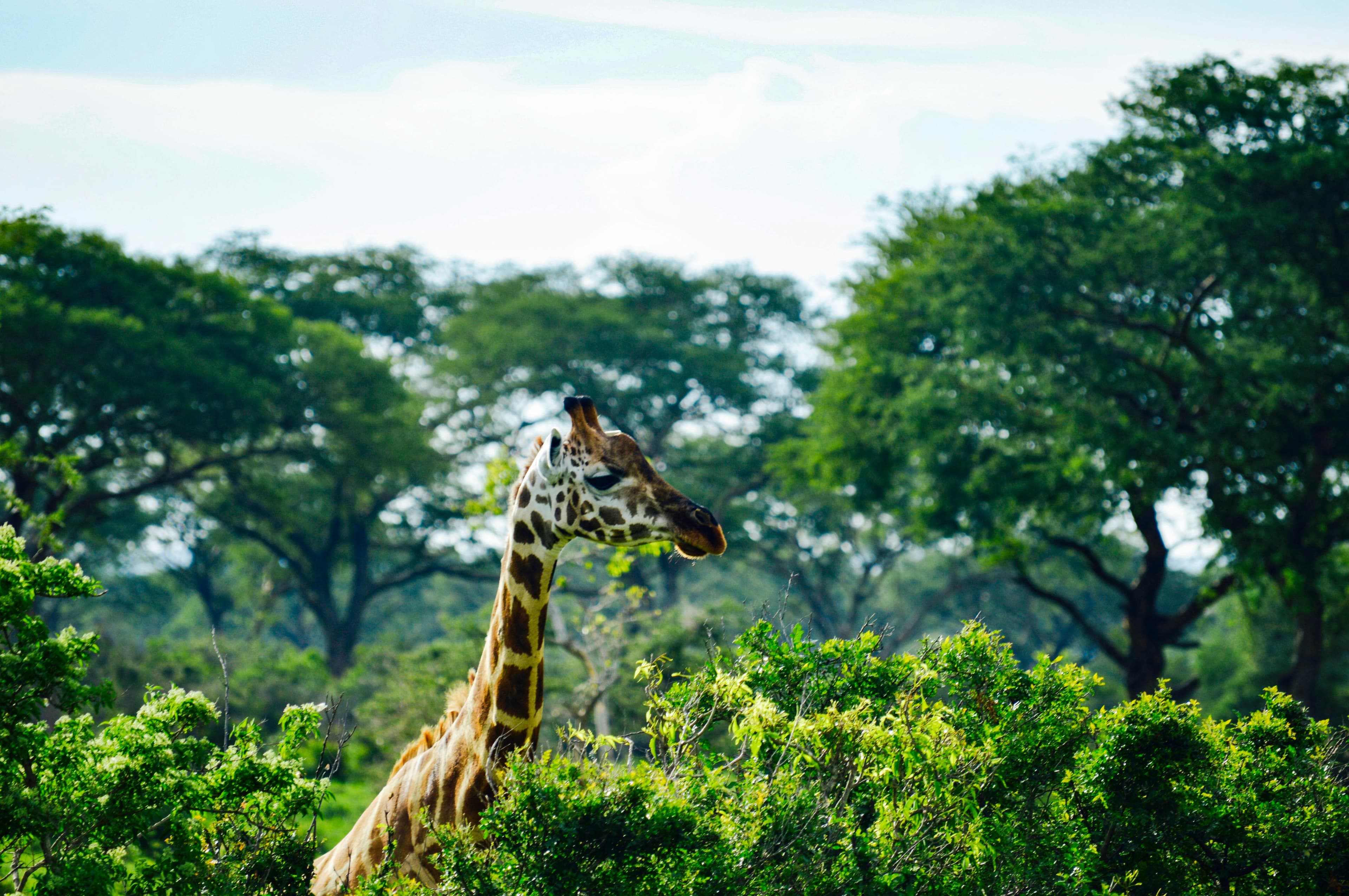 Image of Forests of Hope in Kenya