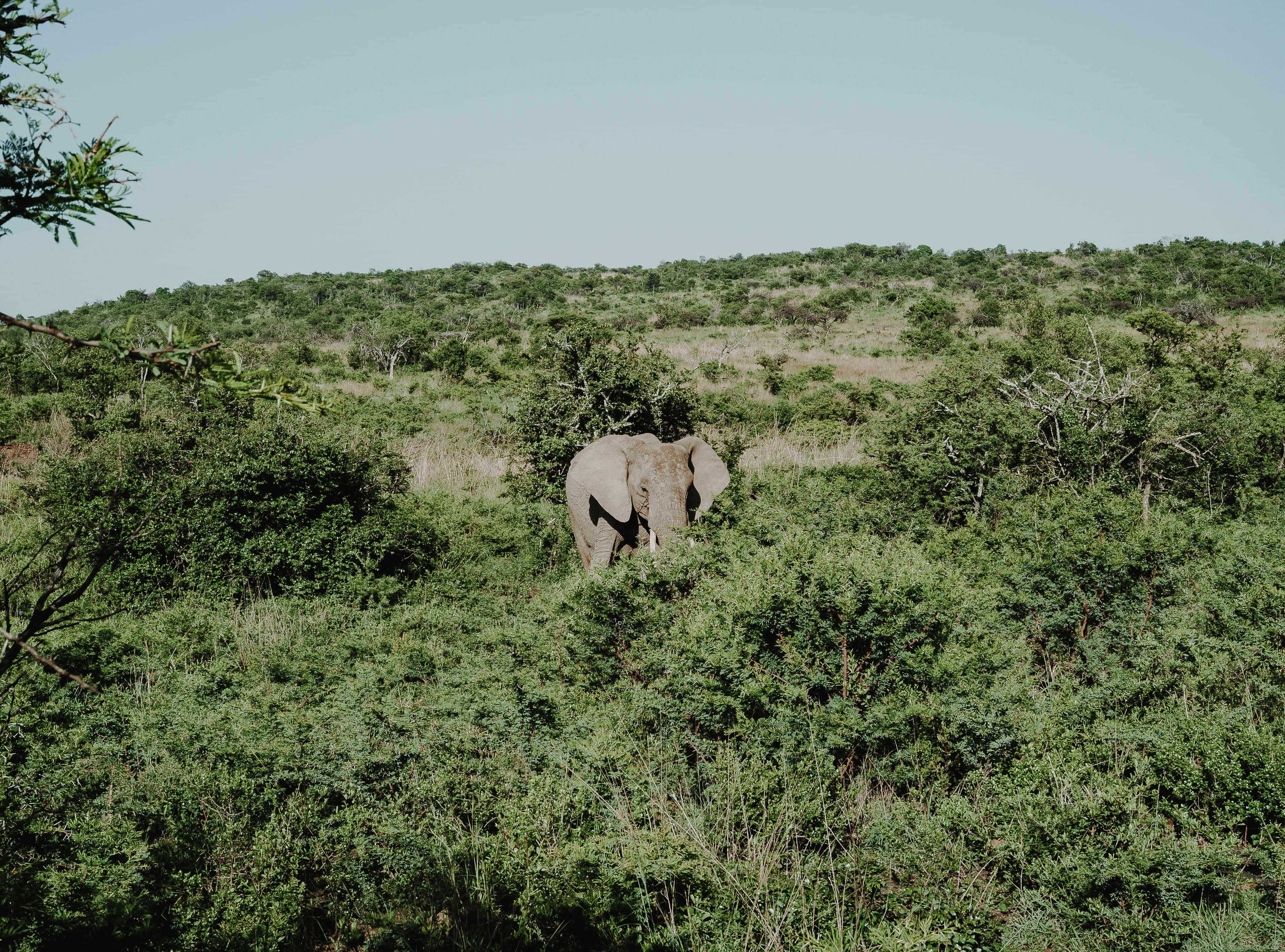 Image of Green Horizons for South Africa