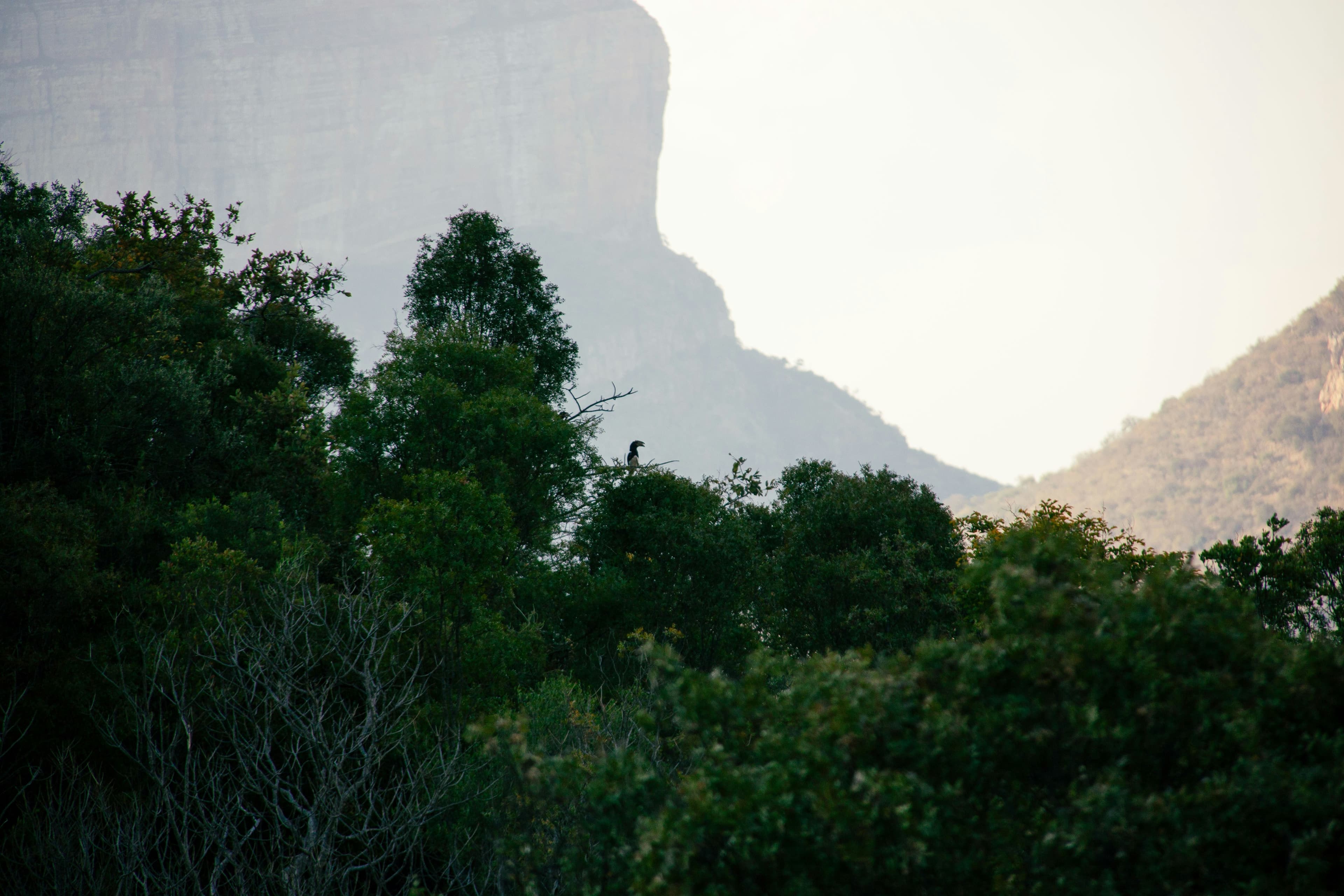 Image of Reforesting Rwanda for Sustainable Future