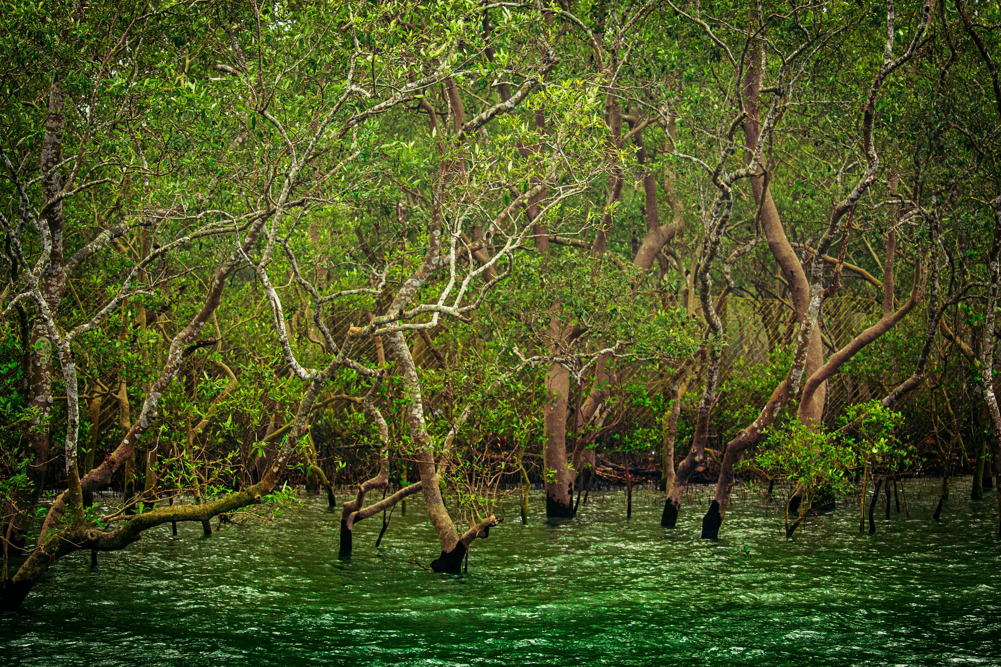 Image of Protecting Kenya’s Coastal Mangroves