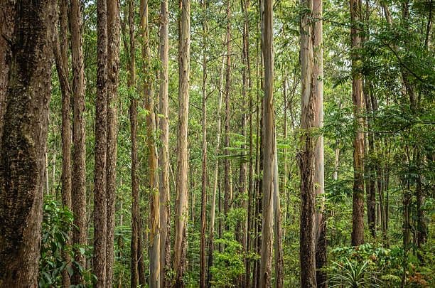 Image of Reviving Congo’s Natural Heritage